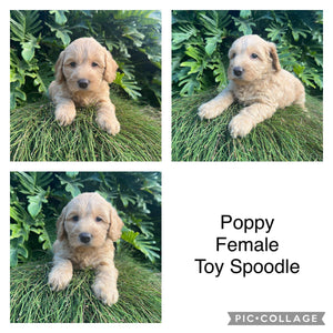 POPPY - Female Toy Spoodle - Ready 4th May