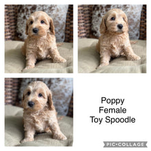 Load image into Gallery viewer, POPPY - Female Toy Spoodle - Ready 4th May