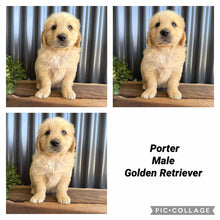 Load image into Gallery viewer, .🌟PORTER - Male Golden Retriever - Ready Now