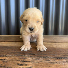 Load image into Gallery viewer, PORTER - Male Golden Retriever - Ready 10th Sept