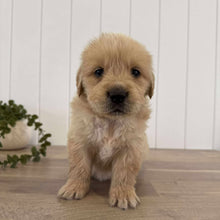 Load image into Gallery viewer, PORTER - Male Golden Retriever - Ready 10th Sept