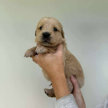 Load image into Gallery viewer, PORTER - Male Golden Retriever - Ready 10th Sept