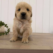 Load image into Gallery viewer, PORTER - Male Golden Retriever - Ready 10th Sept