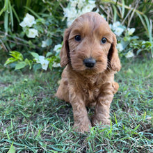 Load image into Gallery viewer, PORTER - Male Mini Spoodle - Ready 8th May