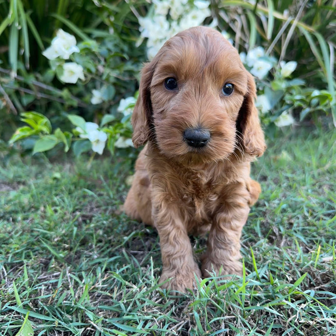 PORTER - Male Mini Spoodle - Ready 8th May
