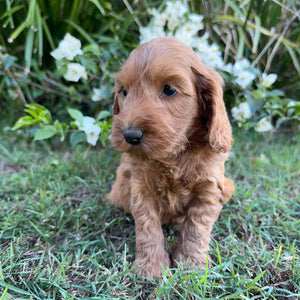 PORTER - Male Mini Spoodle - Ready 8th May