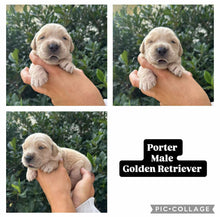 Load image into Gallery viewer, PORTER - Male Golden Retriever - Ready 10th Sept