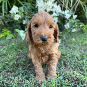 PORTER - Male Mini Spoodle - Ready 8th May