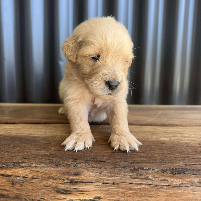 PORTER - Male Golden Retriever - Ready 10th Sept