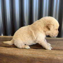Load image into Gallery viewer, PORTER - Male Golden Retriever - Ready 10th Sept