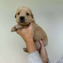 Load image into Gallery viewer, PORTER - Male Golden Retriever - Ready 10th Sept