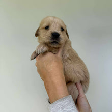 Load image into Gallery viewer, PORTER - Male Golden Retriever - Ready 10th Sept