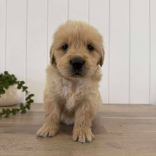 Load image into Gallery viewer, PORTER - Male Golden Retriever - Ready 10th Sept