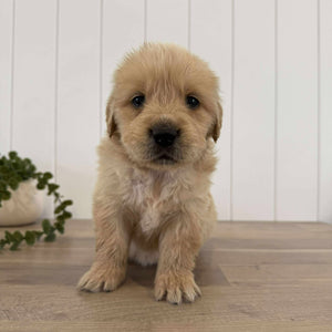 PORTER - Male Golden Retriever - Ready 10th Sept