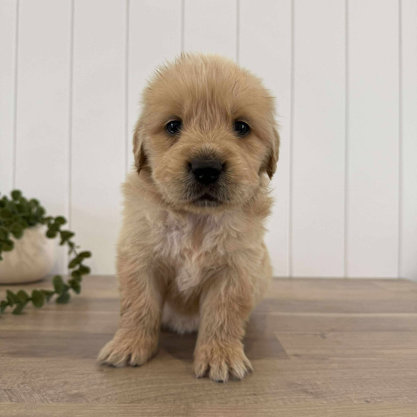 PORTER - Male Golden Retriever - Ready 10th Sept