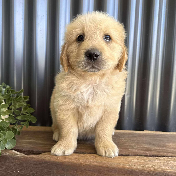 .🌟PORTER - Male Golden Retriever - Ready Now