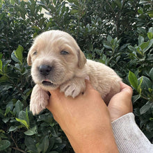 Load image into Gallery viewer, PORTER - Male Golden Retriever - Ready 10th Sept
