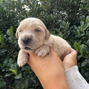 PORTER - Male Golden Retriever - Ready 10th Sept
