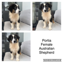 Load image into Gallery viewer, .PORTIA - Female Australian Shepherd - Ready Now