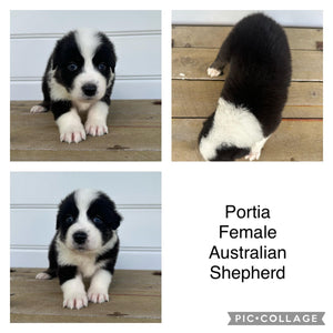 .PORTIA - Female Australian Shepherd - Ready Now