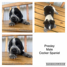 Load image into Gallery viewer, PRESLEY - Male Cocker Spaniel - Ready 4th Feb