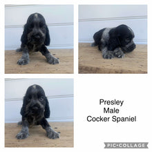 Load image into Gallery viewer, PRESLEY - Male Cocker Spaniel - Ready 4th Feb