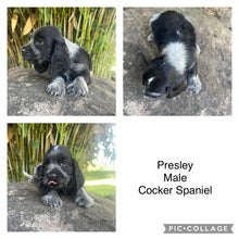 Load image into Gallery viewer, PRESLEY - Male Cocker Spaniel - Ready 4th Feb