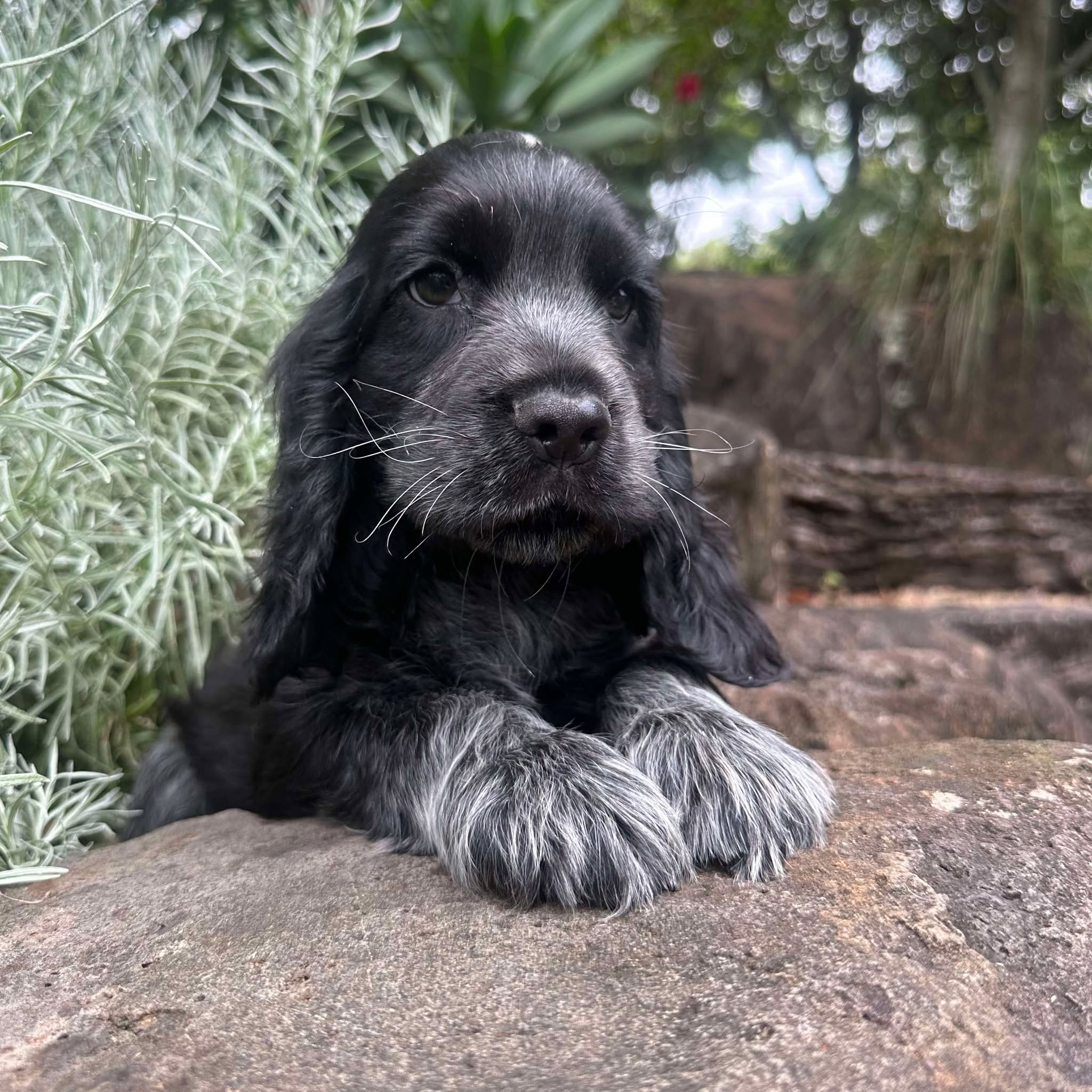 Blue Roan Springer Breeders Blue Roan Springer Roan Springer