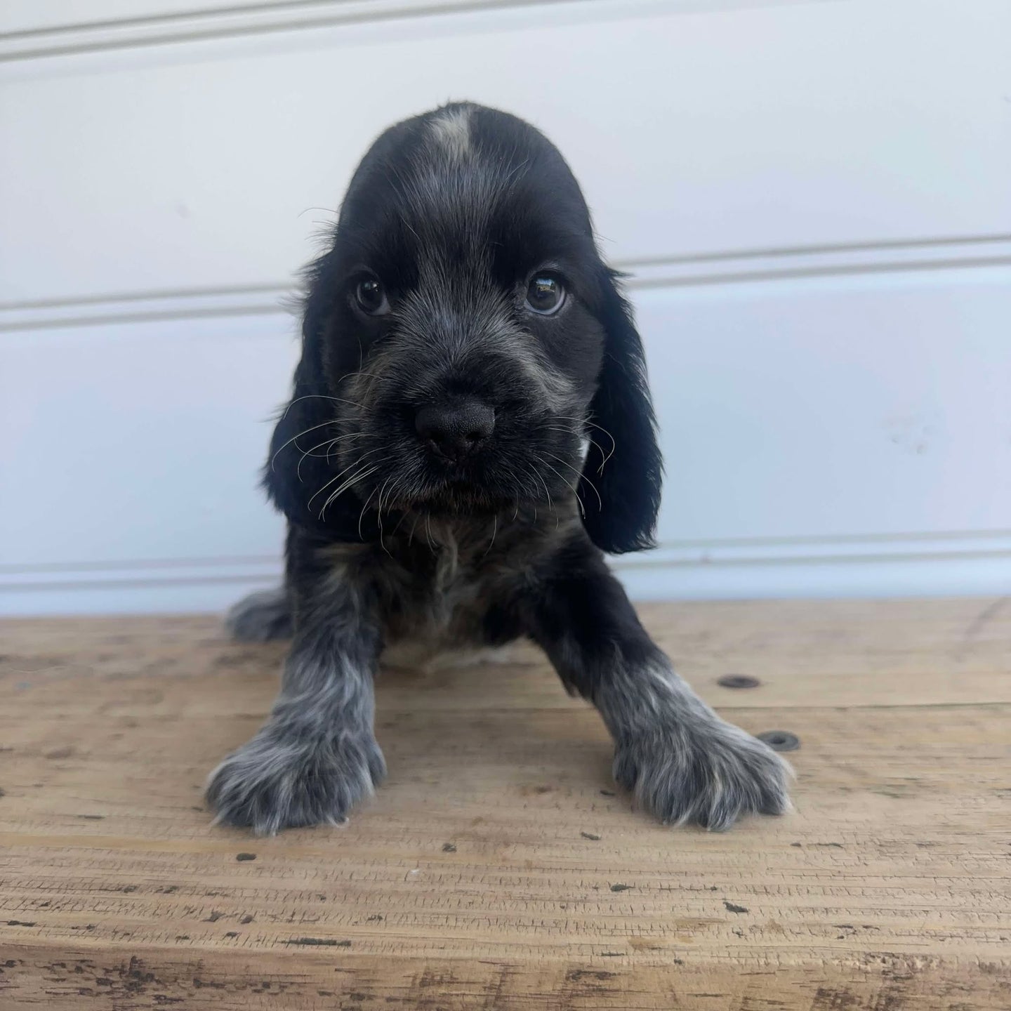 PRESLEY - Male Cocker Spaniel - Ready 4th Feb