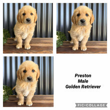 Load image into Gallery viewer, .🌟PRESTON - Male Golden Retriever - Ready Now