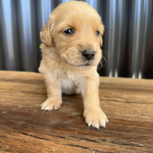 Load image into Gallery viewer, PRESTON - Male Golden Retriever - Ready 10th Sept