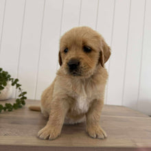 Load image into Gallery viewer, PRESTON - Male Golden Retriever - Ready 10th Sept