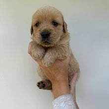 Load image into Gallery viewer, PRESTON - Male Golden Retriever - Ready 10th Sept