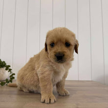 Load image into Gallery viewer, PRESTON - Male Golden Retriever - Ready 10th Sept