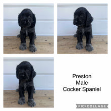 Load image into Gallery viewer, PRESTON - Male Cocker Spaniel - Ready 4th Feb