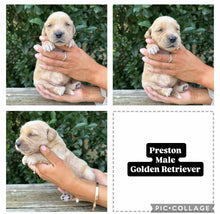 Load image into Gallery viewer, PRESTON - Male Golden Retriever - Ready 10th Sept