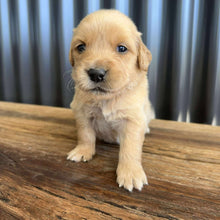 Load image into Gallery viewer, PRESTON - Male Golden Retriever - Ready 10th Sept