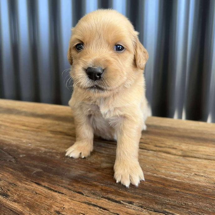PRESTON - Male Golden Retriever - Ready 10th Sept
