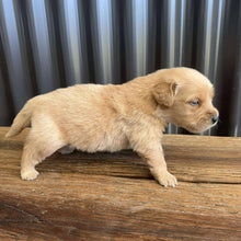 Load image into Gallery viewer, PRESTON - Male Golden Retriever - Ready 10th Sept