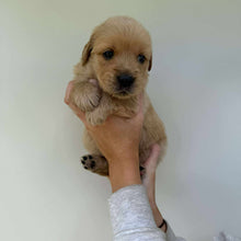 Load image into Gallery viewer, PRESTON - Male Golden Retriever - Ready 10th Sept