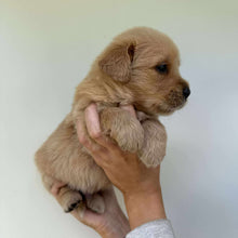 Load image into Gallery viewer, PRESTON - Male Golden Retriever - Ready 10th Sept