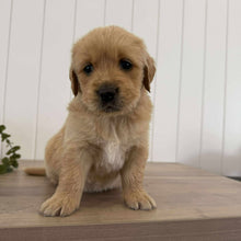 Load image into Gallery viewer, PRESTON - Male Golden Retriever - Ready 10th Sept