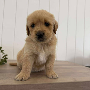 PRESTON - Male Golden Retriever - Ready 10th Sept