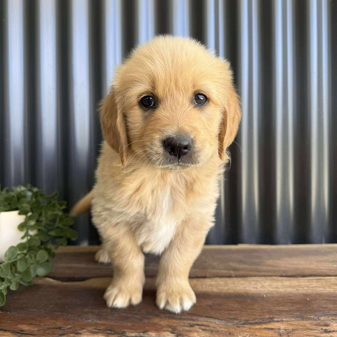 .🌟PRESTON - Male Golden Retriever - Ready Now