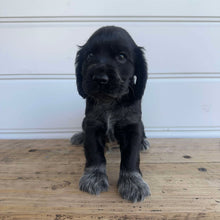 Load image into Gallery viewer, PRESTON - Male Cocker Spaniel - Ready 4th Feb