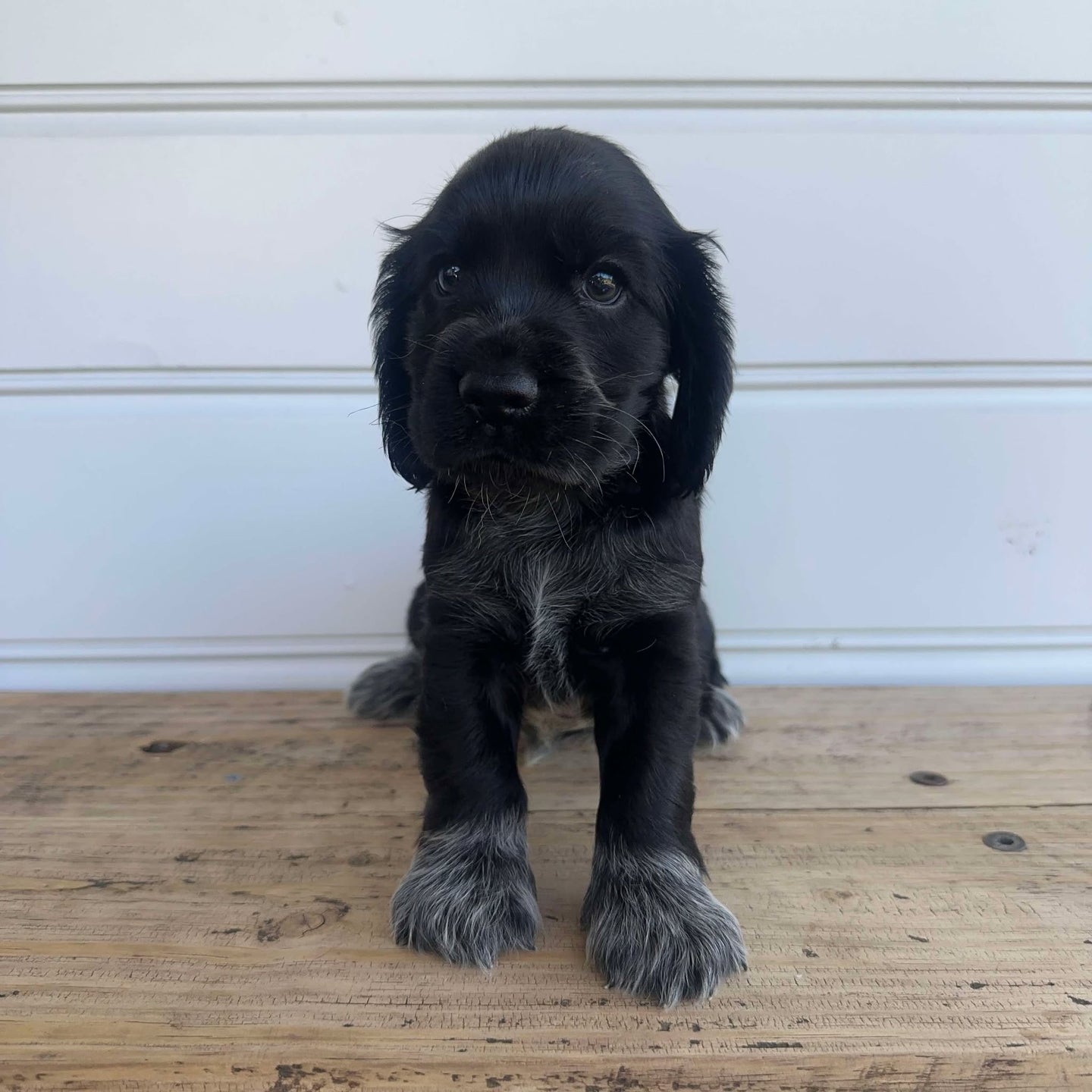 PRESTON - Male Cocker Spaniel - Ready 4th Feb