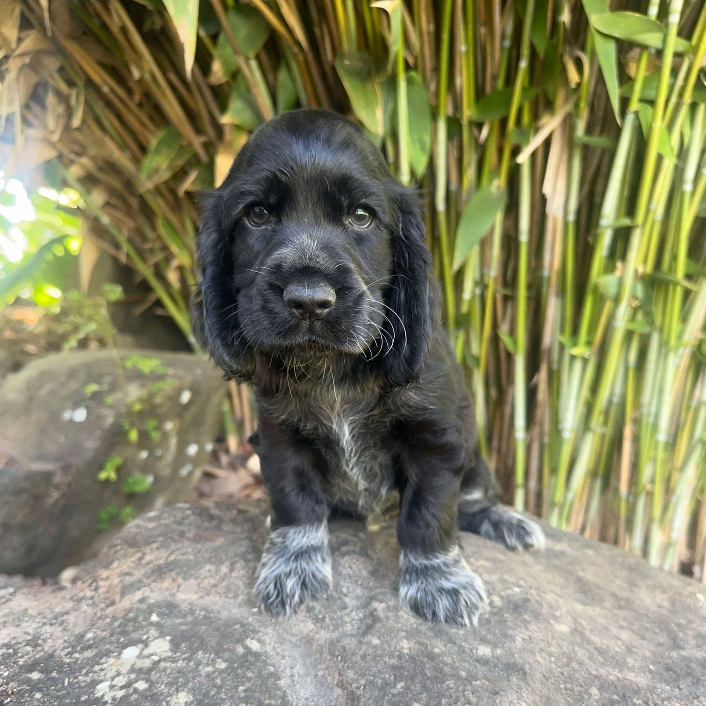 PRESTON - Male Cocker Spaniel - Ready 4th Feb