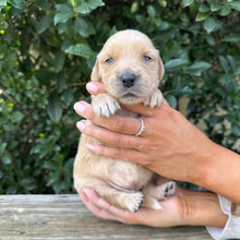 Load image into Gallery viewer, PRESTON - Male Golden Retriever - Ready 10th Sept