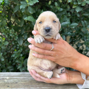 PRESTON - Male Golden Retriever - Ready 10th Sept