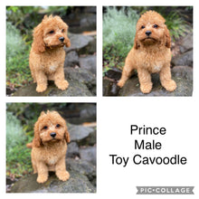 Load image into Gallery viewer, .PRINCE - Male Toy Cavoodle - Ready Now